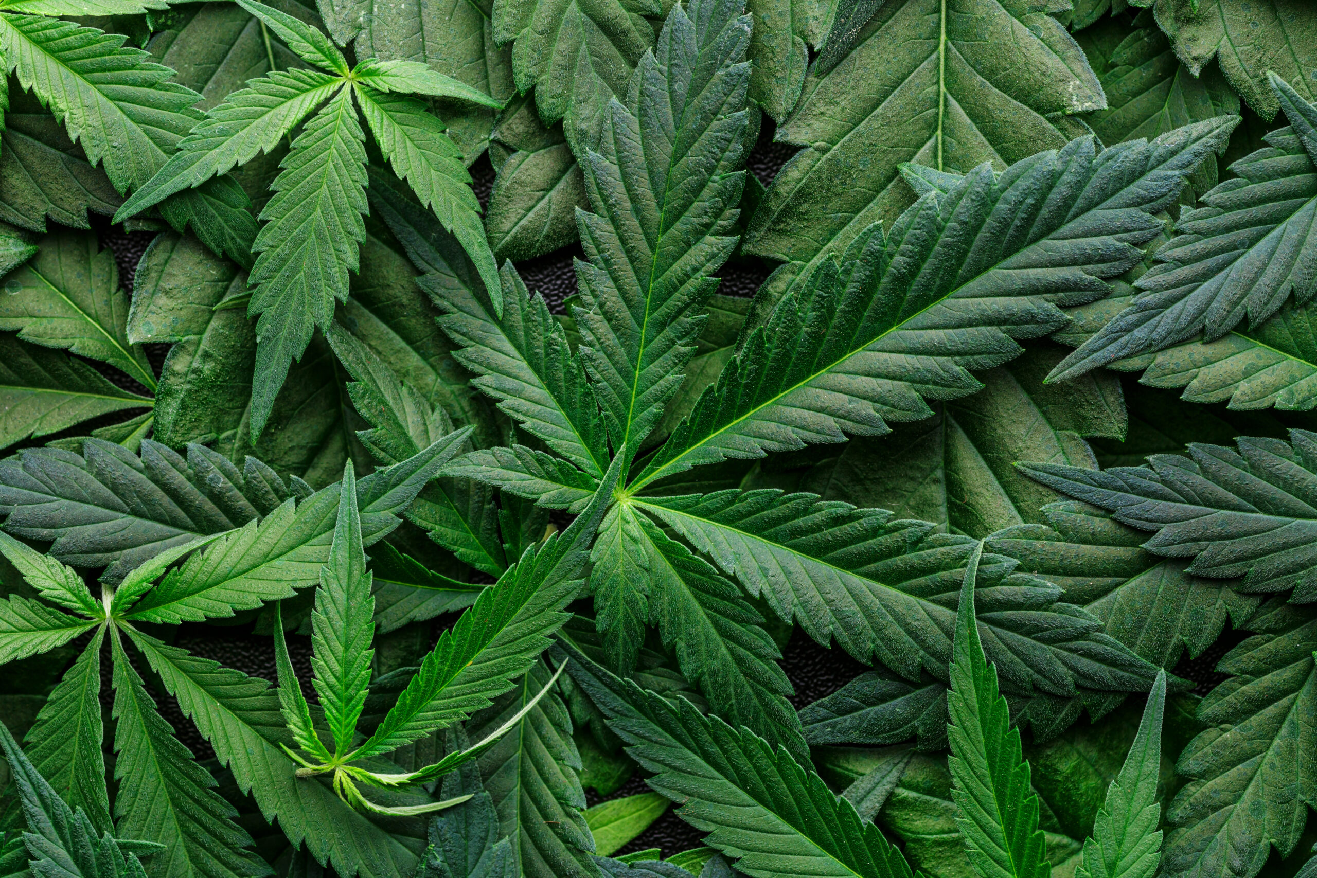 Marijuana Infused Alcohol For Pain Relief