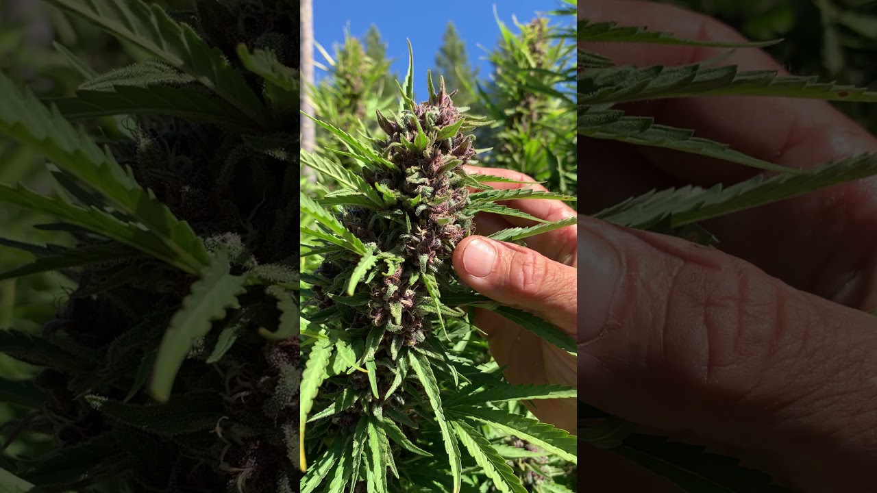 How To Tell When Cannabis Is Ready For Harvest