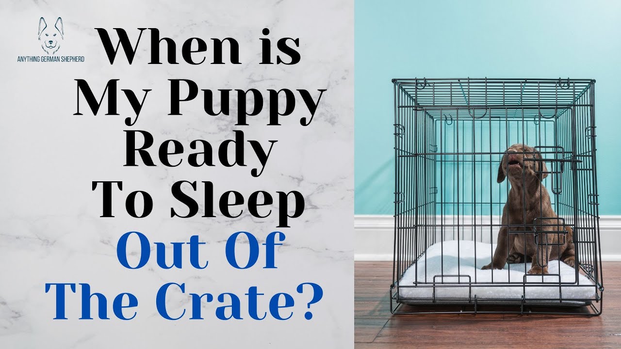 When is My Puppy Ready To Sleep Out Of The Crate? - YouTube - Until What Age Should A Dog Sleep In A Crate