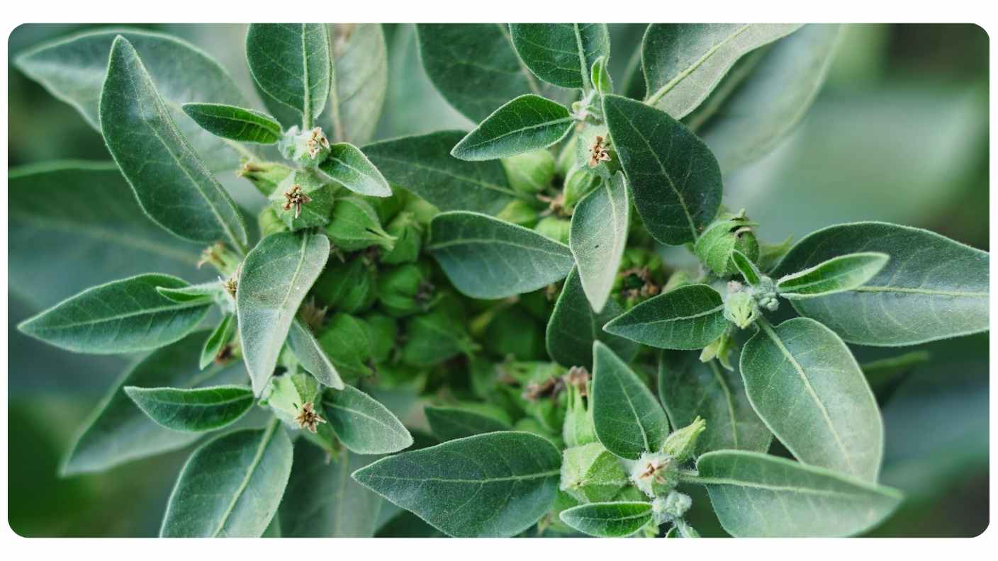 When To Take Ashwagandha | The Botanical Institute - Does Ashwagandha Interfere With Birth Control