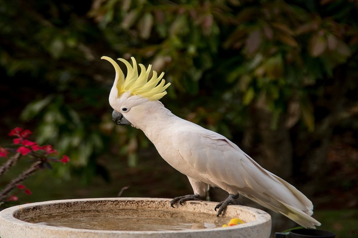 White Bird With Mohawk – Global Birding Initiative - Bird That Looks Like A Chickadee