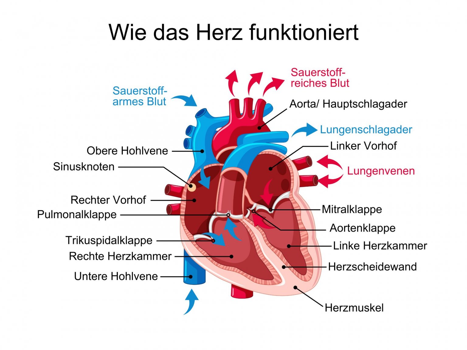 Wie funktioniert das Herz? | Schwabe Austria - Herz P1 Smart Ring Reviews And Complaints