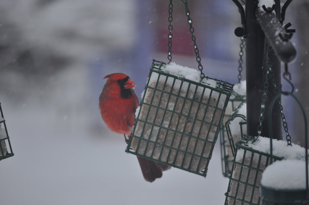 Wild Bird Suet — Suet Store by C&S - Suet Plus High Energy Wild Bird S