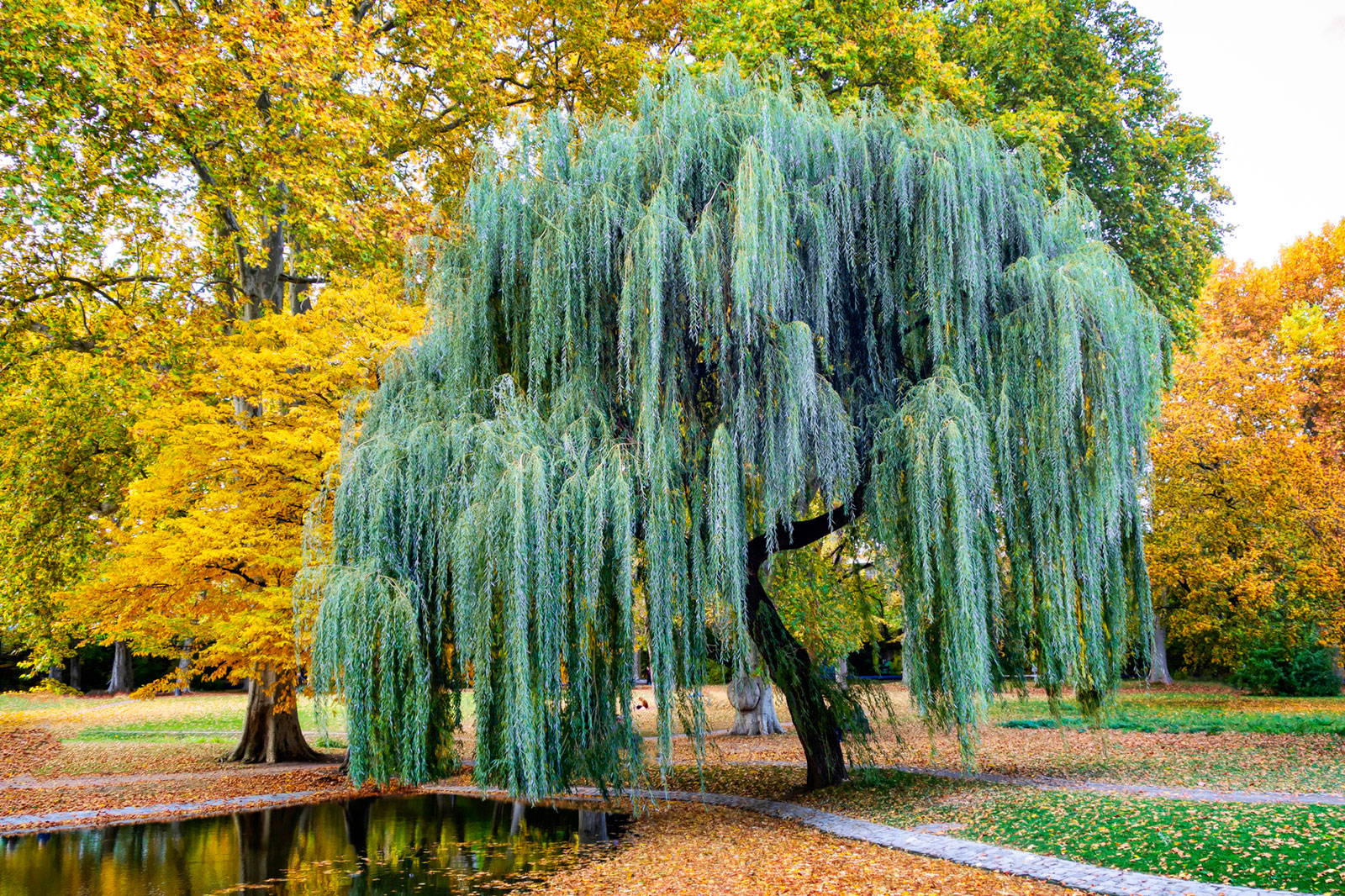 Willows - Willow Bridge Property Company Email Format