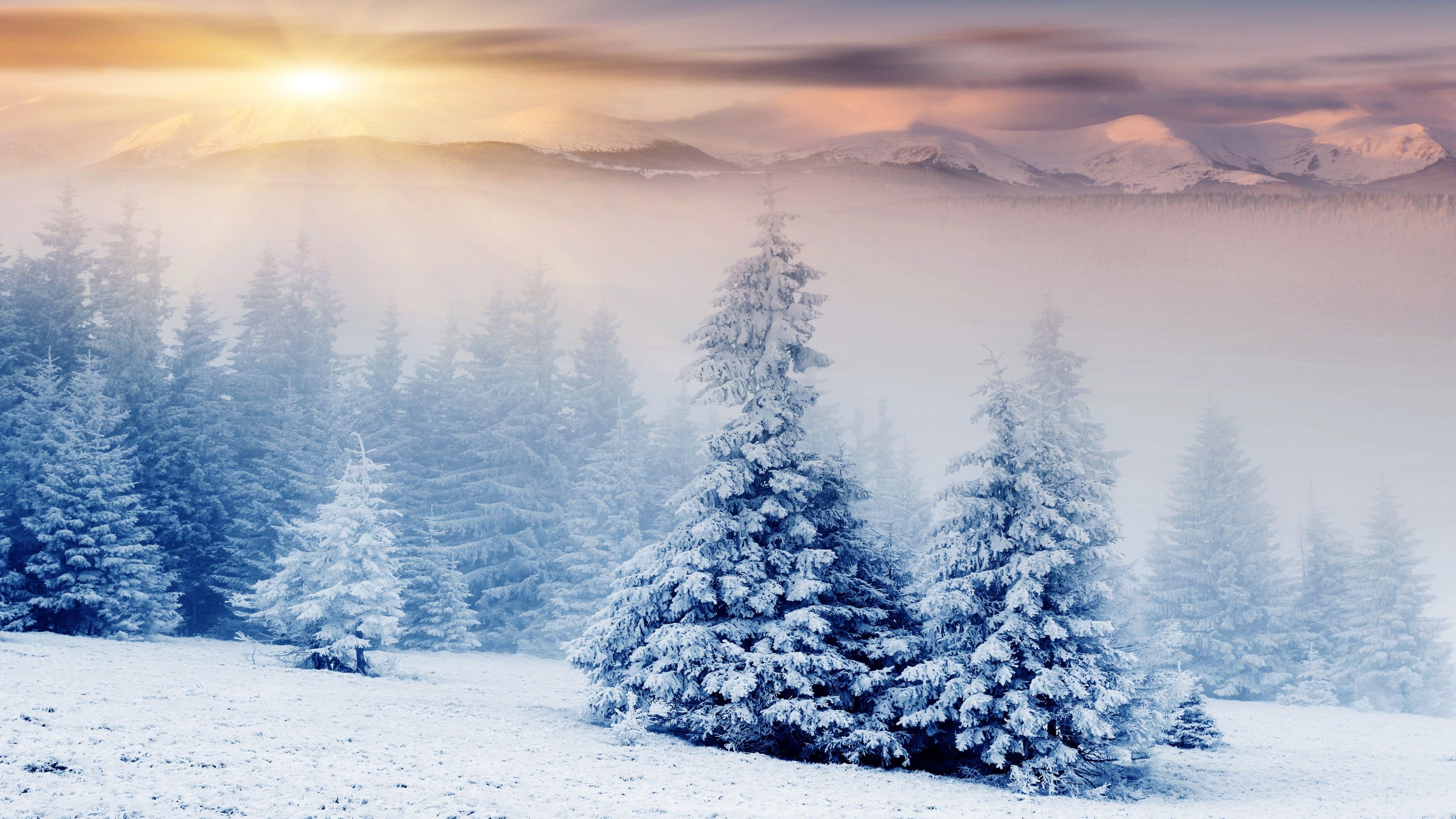Winter Trees Snow HD Wallpapers - Wallpaper Cave - Snow Blower On Black Friday Sale