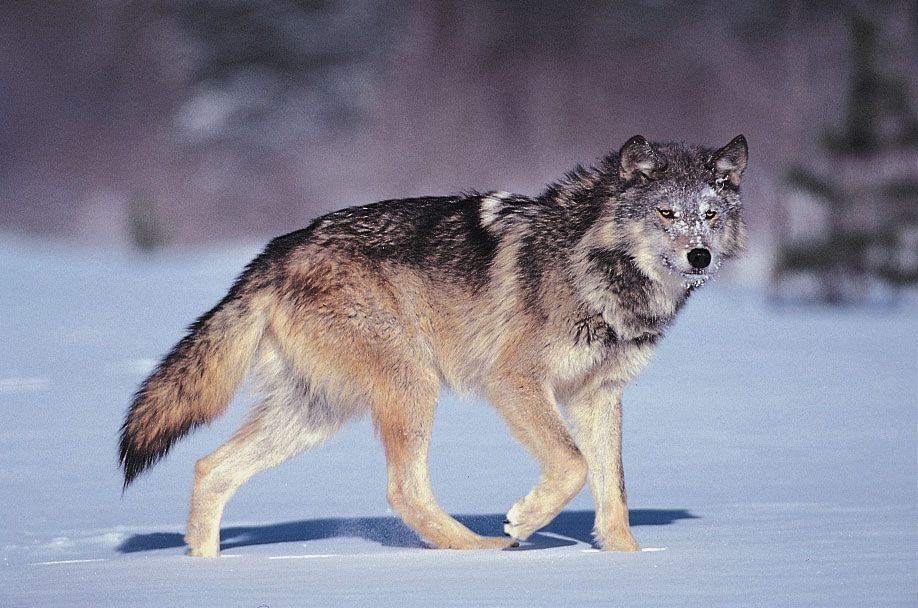 Wolf Haldenstein Adler Freeman & Herz Llp