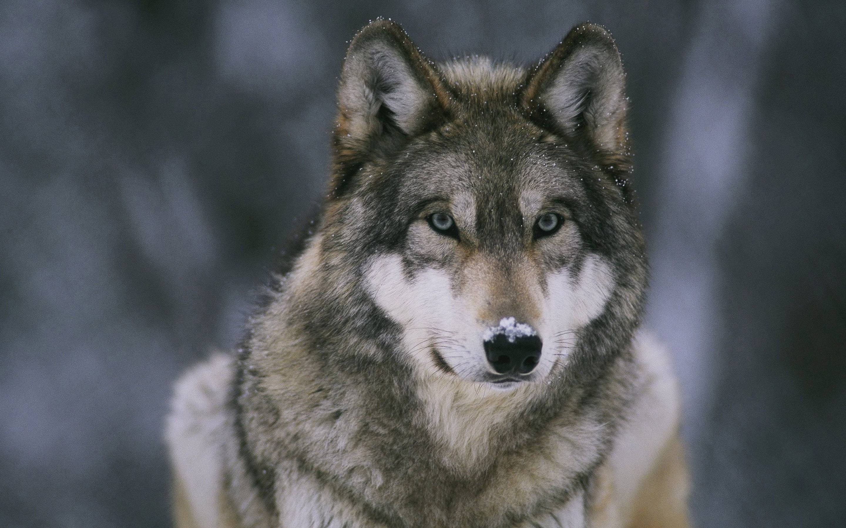 Wolf Wallpapers Pictures - Wallpaper Cave - Wolf Von Laer Sudents For Liberty