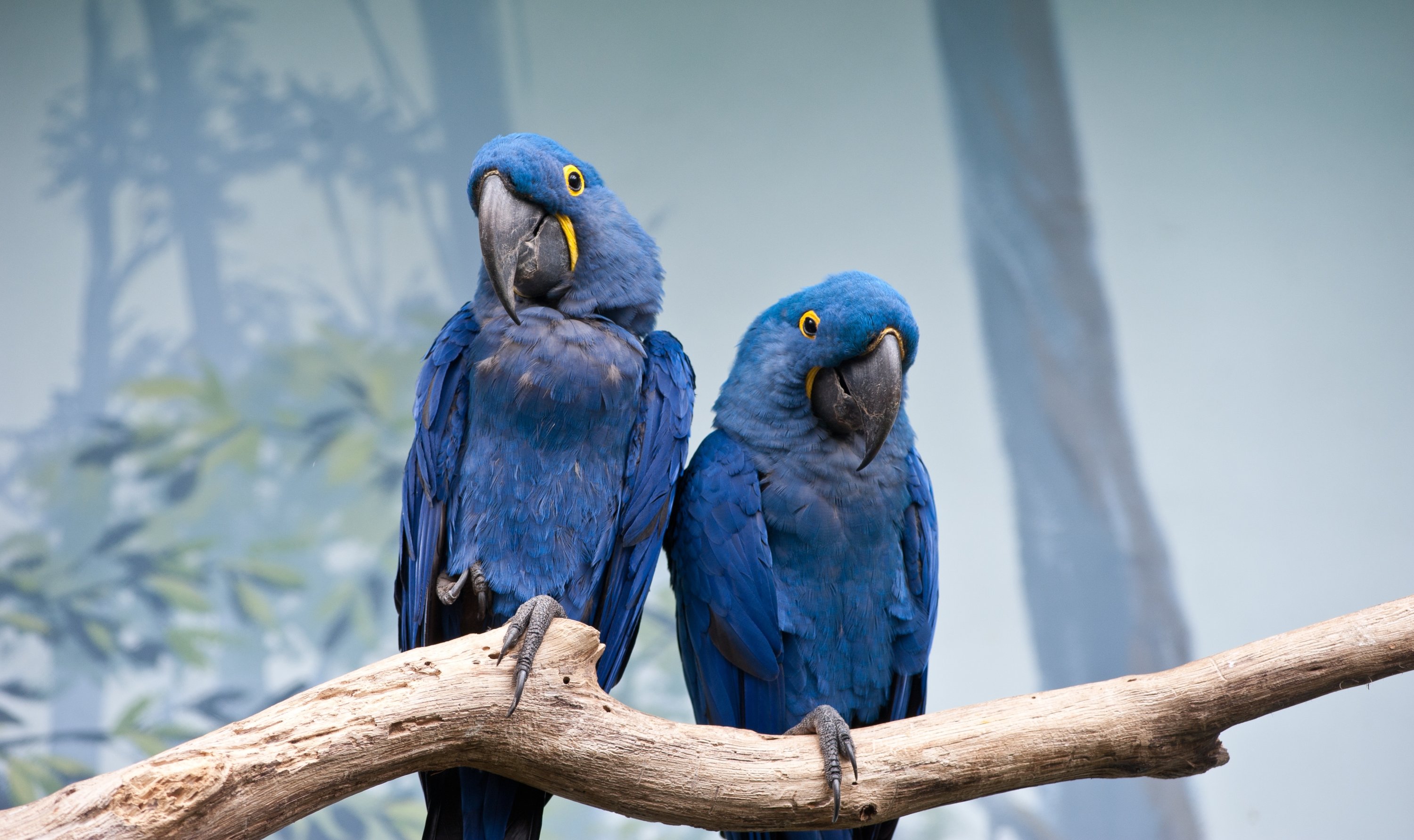 World Parrot Day: Celebrating colorful wonders of avian kingdom | Daily - Avian And Exotic Veterinary Care Portland