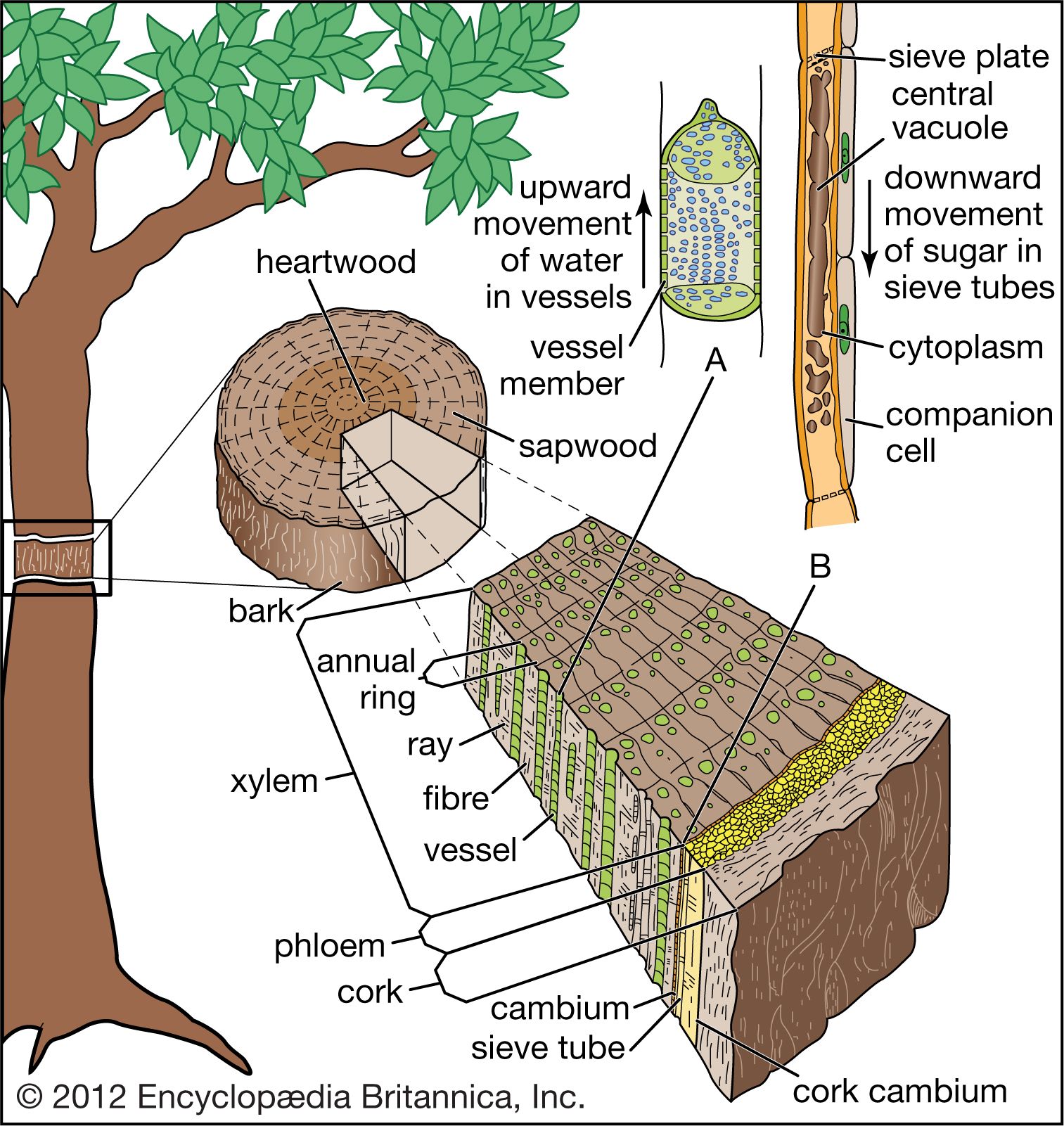 Xylem | Definition, Location, Function, & Facts | Britannica - Xylem Water Solutions India Private Limited