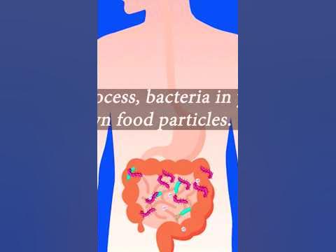 Your digestive system breaks down the food you eat in nutrients and - Digestive Disorders Can Seriously Impact Nutrient Transfer And